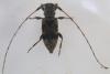 Leiopus femoratus